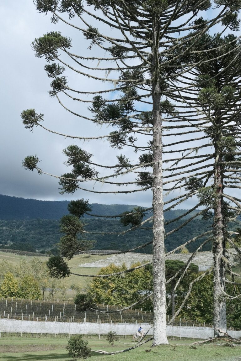 Warum Entspannungsmusik Ihre Produktivität steigern kann